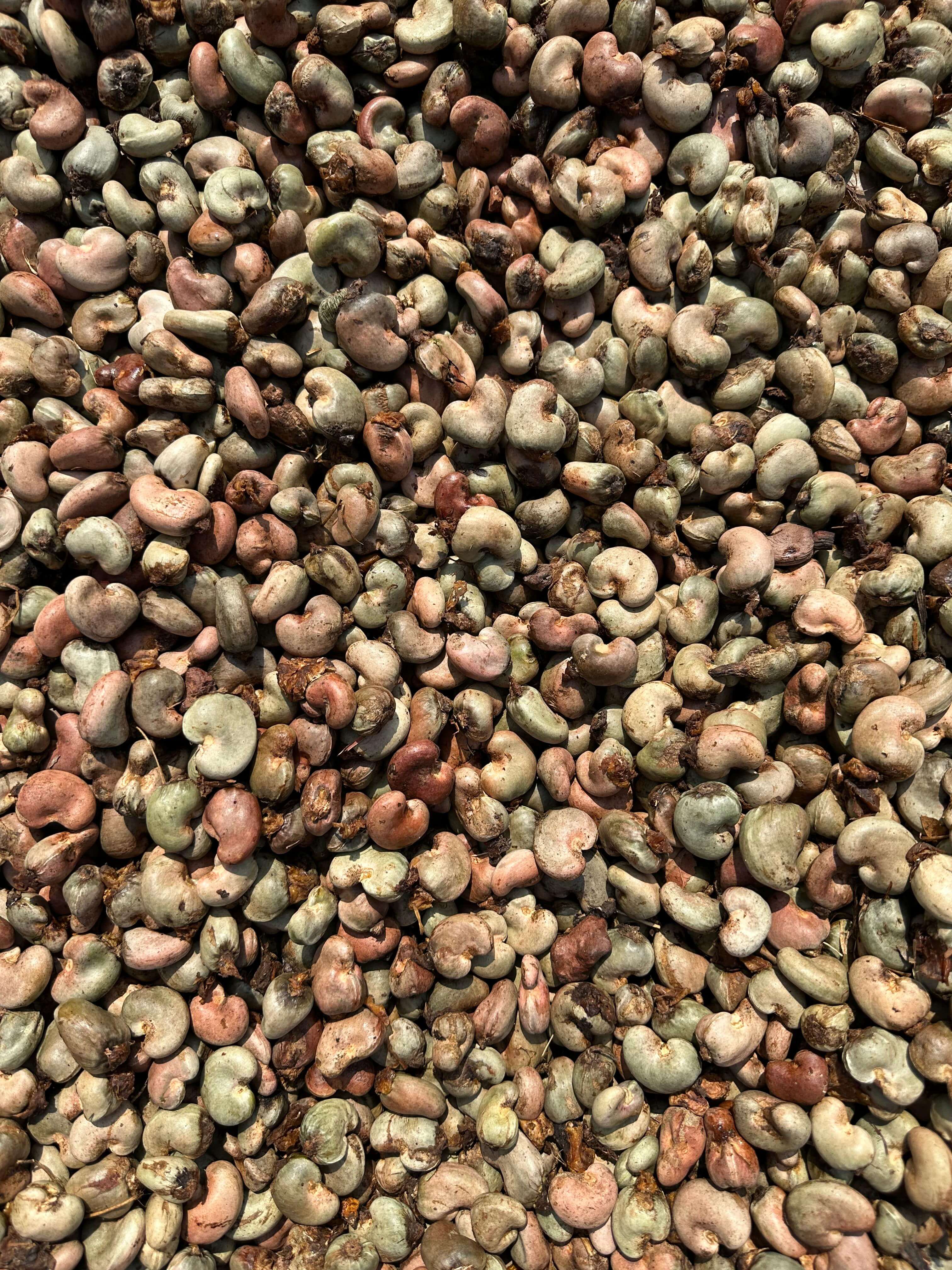 Raw Cashew Nut processing and quality inspection at IndoAfric International